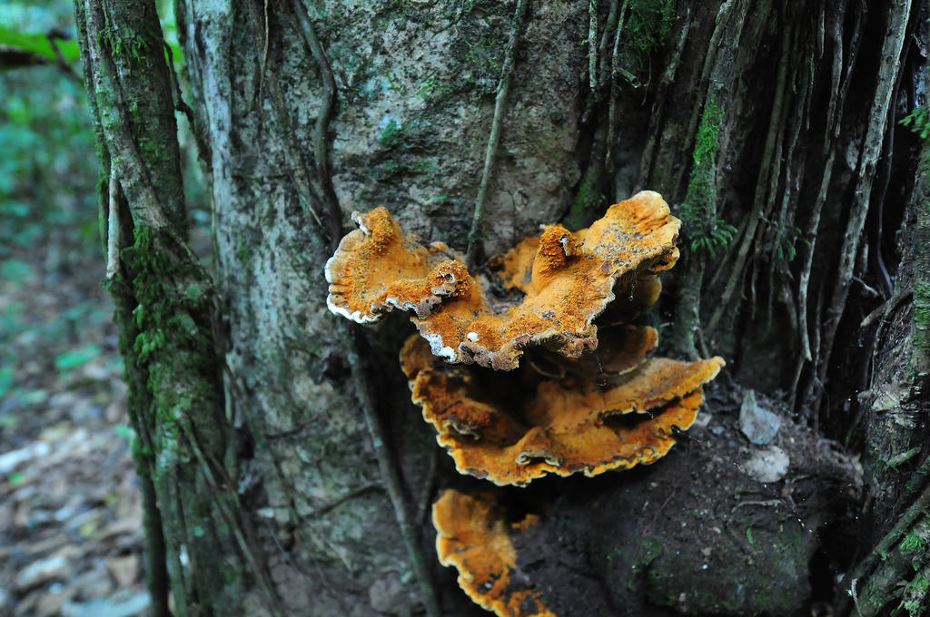 Pousada Do Parque Chapada dos Guimaraes Bagian luar foto